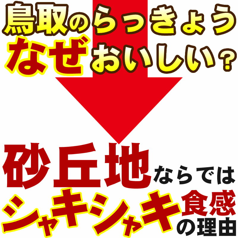 《新鮮》鳥取県産生らっきょう3kg井上農園土根茎付きらくだ大きさ不揃い種苗