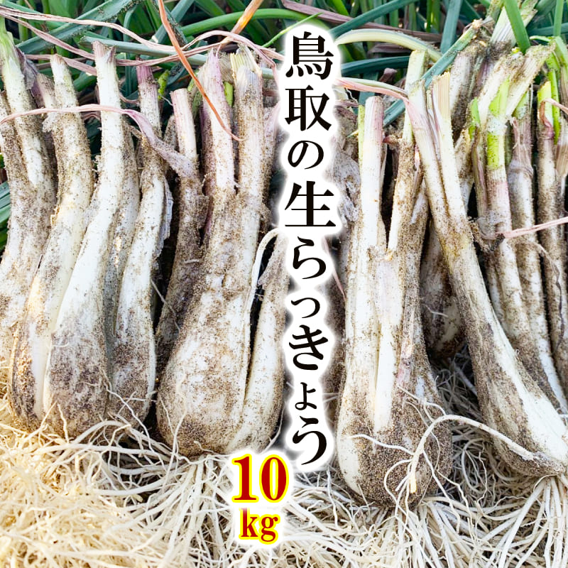 ★SS期間中★ポイント10倍 ＼送料無料／生らっきょう 10kg 鳥取県産（根茎砂付き）らくだ 大きさ不揃い 国産 鳥取 福部 鳥取砂丘 人気 産地直送 砂丘らっきょうと同品種 旬 らっきょう漬け レシピ付き 種苗土