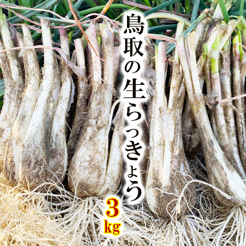 ★SS期間中★ポイント10倍 ＼送料無料／生らっきょう 3kg 鳥取県産（根茎砂付き）らくだ 大きさ不揃い 国産 鳥取 福部 鳥取砂丘 人気 産地直送 砂丘らっきょうと同品種 旬 らっきょう漬け レシピ付き 種苗土