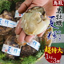 \今が旬!超特大/【天然岩牡蠣 夏輝】鳥取県産 海のミルク 生食用 活 1個が約1kg 3個セット カキ 岩ガキ 岩がき なつき 天然 生牡蠣 殻付き いわがき ボンベ牡蠣 産地直送 人気 ブランド 刺身 焼き牡蠣 カキフライ 通販 ふるさと 鳥取 中村商店 送料無料 冷蔵
