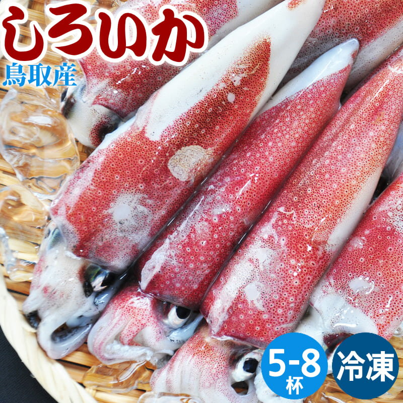 【送料無料】白いか 鳥取 5-8杯 1kg ケンサキイカ 冷凍...