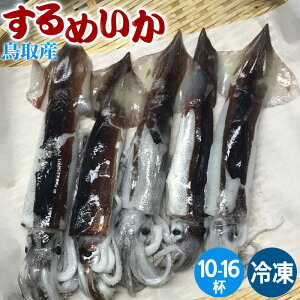 日本海産 するめいか 鳥取県産 10-16杯 約2kg 冷凍 スルメイカ 産地直送 山陰 中村商店 刺身 烏賊 海鮮 魚介 海の幸 海鮮丼【送料無料】