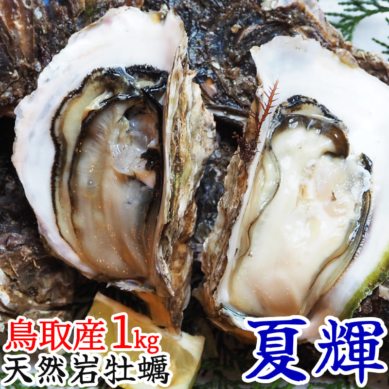 夏輝 天然岩牡蠣 生食用 1kg セット 3-6個前後 鳥取県産 カキ 岩ガキ 岩がき なつき 海のミルク 刺身 焼き牡蠣 カキフライ 日本海 鳥取 産地直送 殻付き 天然 ブランド 生牡蠣 活 いわがき 通販 人気 ふるさと ギフト プレゼント【送料無料】藪中商店