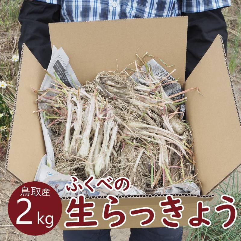 ＼鳥取県産らっきょう／鳥取産 ふくべ らっきょう2kg 生らっきょう 新鮮 砂丘近く 国産 鳥取市 福部 レシピ付き