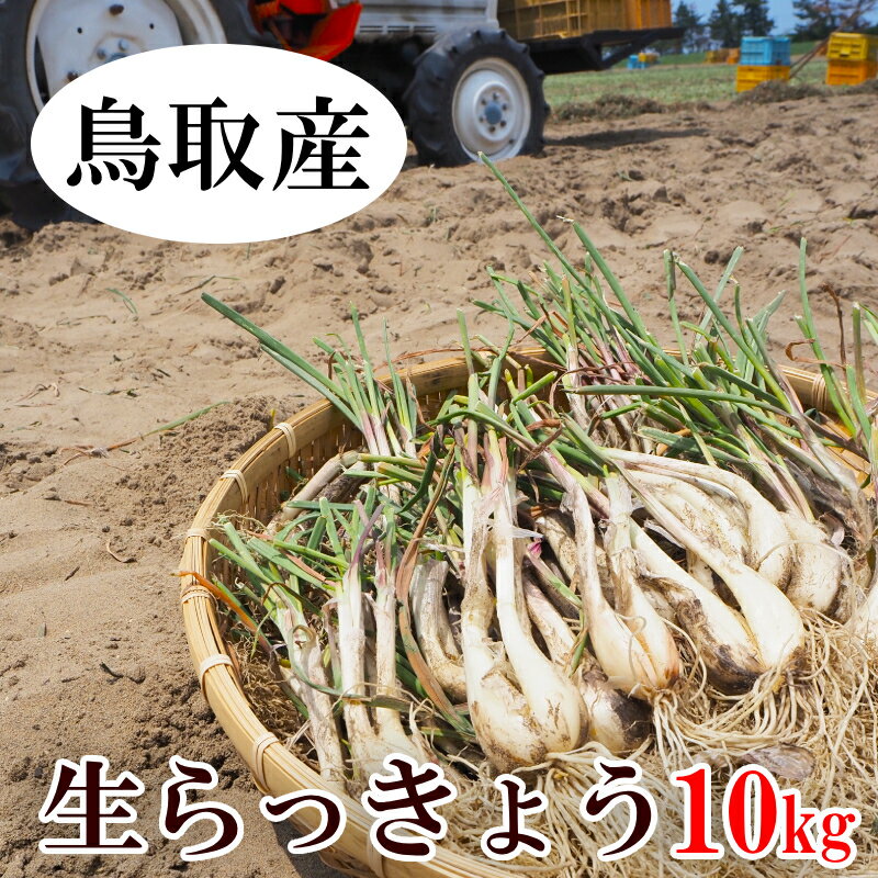 予約 らっきょ 生らっきょう 10kg 砂丘らっきょうと同じ品種 ラッキョウ 苗 鳥取 市場 種 甘酢 漬け 生 土付き 土産 国産 らくだ【数量限定】産地直送 レシピ付 6月中旬より発送【送料無料】