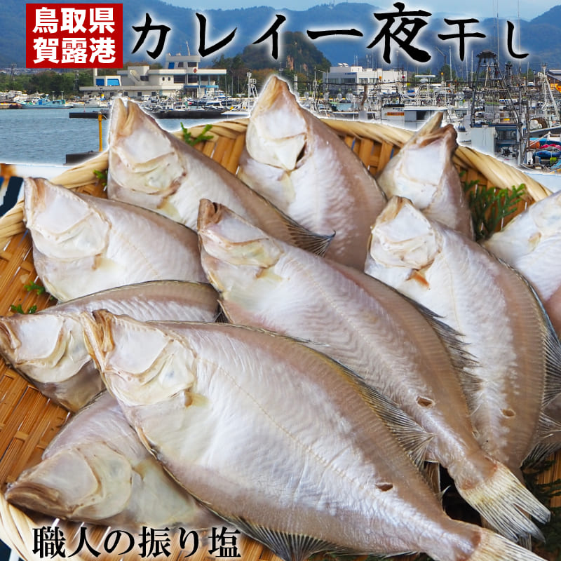 ＼昔ながらの振り塩／【送料無料】鳥取県産 国産 かれい 一夜干し 干物 1kg たっぷり8～12枚前後 有頭 イテカレイ エテカレイ ひもの カレイ 山陰 日本海 産地直送 藪中商店 冷凍