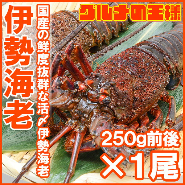 海老 刺身 ありがとう いい くすりです 3尾で送料無料 伊勢海老 国産伊勢海老250g前後 1尾 千葉県産 伊勢海老 刺身 伊勢えび 伊勢エビ イセエビ いせえび 味噌汁 伊勢海老汁 ロブスター q バーベキュー ギフト R