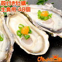 送料無料 生牡蠣 殻付き 生食用カキ 生牡蠣 48個入り 冷凍殻付き牡蠣 生食用 新製法で冷凍なのに生食可能な殻付き牡蠣 冷凍 生ガキ かき カキ 牡蛎 焼き牡...