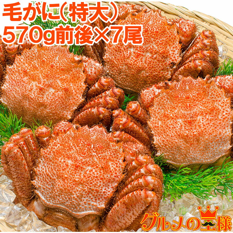 送料無料 毛蟹 毛がに 毛ガニ メガサイズ!浜茹でメガ毛がに姿×1ケース 合計 4kg 前後 570g前後×7尾 ボイル 冷凍 ボリュームたっぷり身もミソもぎっ...