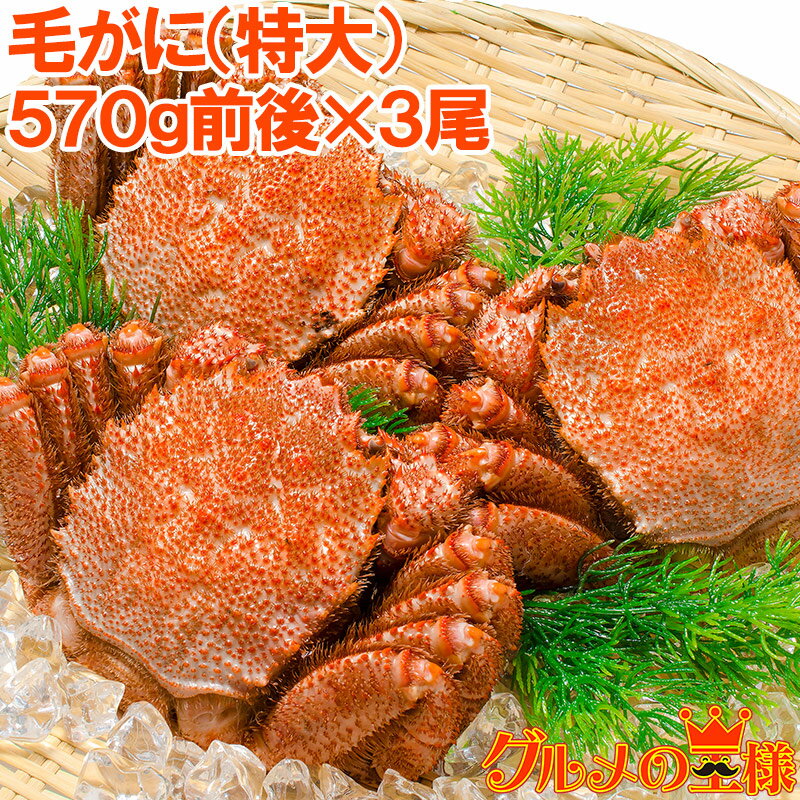 送料無料 毛蟹 毛がに 毛ガニ メガサイズ!浜茹で毛がに姿×3尾 平均570g前後 ボイル 冷凍 ボリュームたっぷり身もミソもぎっしり かに カニ 蟹 築地市場...