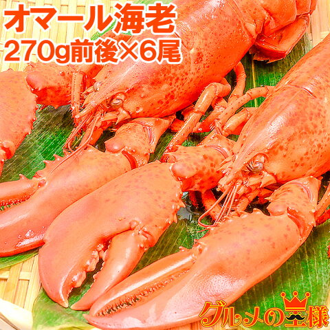 送料無料 オマール海老。ロブスター 冷凍重量270g前後×6尾 肉厚な高級ボイルロブスター【ロブスター オマールエビ オマール海老 オマールロブスター 伊勢海老 伊勢えび おせち ギフト レシピ】r