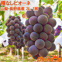 【送料無料】ピオーネ1房 山梨 長野県産 種なしピオーネ 650g-700g前後 3Lサイズ 最高級特秀ランク 【ピオーネ 巨峰 ぶどう ブドウ 葡萄 フルーツ...
