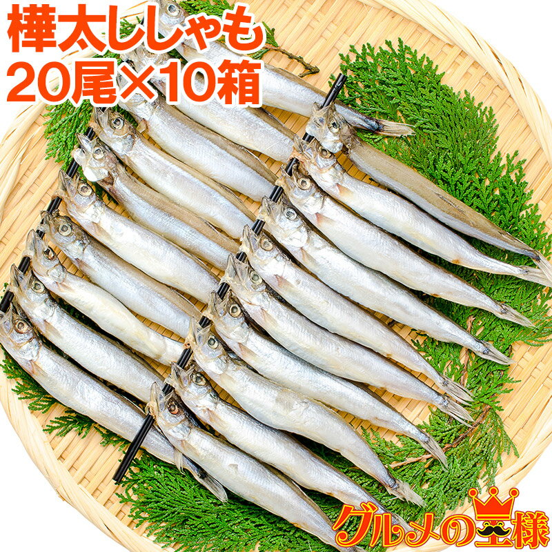 送料無料 子持ちししゃも 子持ちからふとししゃも 大サイズ 1箱20尾 ×10箱 業務用 ししゃも シシャモ ..