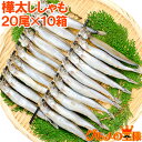 送料無料 子持ちししゃも 子持ちからふとししゃも 大サイズ 1箱20尾 ×10箱 業務用 ししゃも シシャモ 樺太シシャモ カラフトシシャモ ノルウェー産 子持ちししゃも 柳葉魚 カルシウム 焼魚 食べる小魚 酒の肴 築地市場 豊洲市場 ギフト