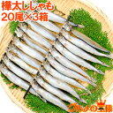 子持ちししゃも 子持ちからふとししゃも 大サイズ 1箱20尾 ×3箱 業務用 ししゃも シシャモ 樺太シシャモ カラフトシシャモ ノルウェー産 子持ちししゃも 柳葉魚 カルシウム 焼魚 食べる小魚 酒の肴 築地市場 豊洲市場 ギフト