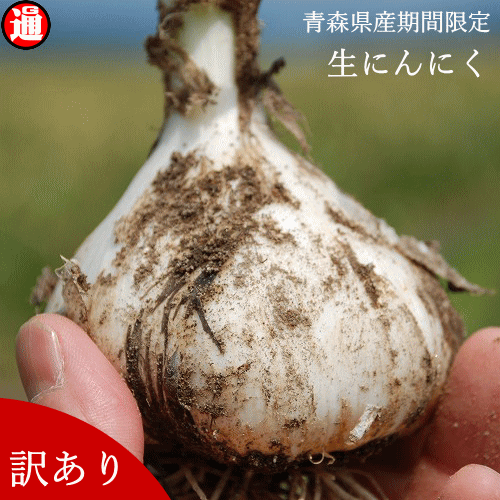 楽天グルメ通り生にんにく 青森 生産者直送 新物予約 Lサイズ 2kg 送料無料 新鮮土根つき採れまま訳あり 約15～30玉採れたて 期間限定 土付きの 訳あり生ニンニク 訳あり にんにく 青森県産ニンニク 生 東北 野菜 国産にんにく にんにく 生 おろしにんにく