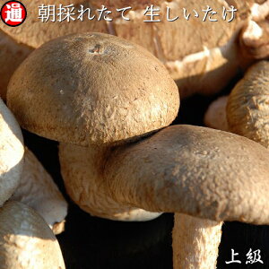 【生しいたけ】上級品 500g 国産の朝採れたてしいたけ A級 菌床栽培青森県産 しいたけ シイタケ 椎茸 生椎茸 きのこ キノコ 茸 ギフト 生しいたけ 国産しいたけ グルメ きのこ 野菜 新鮮 野菜 父 誕生日プレゼント 【生シイタケ】