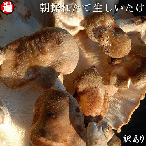 訳あり【生しいたけ】1kg(500g×2)味は一級品朝採れたて新鮮 菌床栽培青森県産しいたけ シイタケ 椎茸 生椎茸 きのこ …