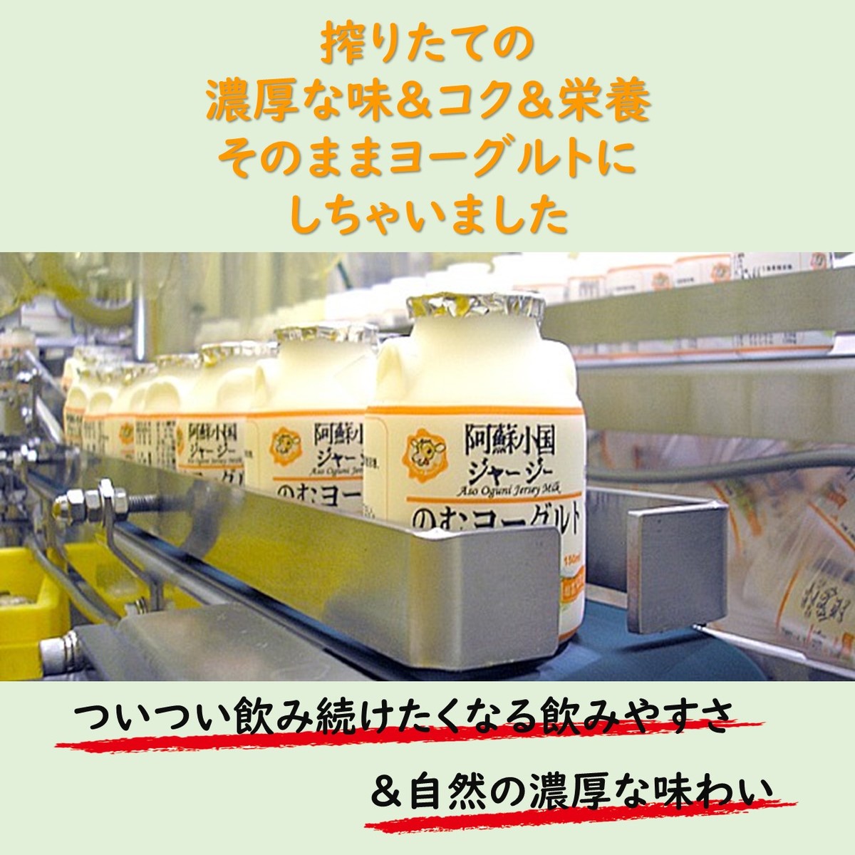 熊本　阿蘇小国農協　ヨーグルトギフトセットYS−2　ギフト　お取り寄せ　阿蘇　小国農協　ヨーグルト 3