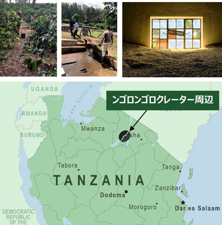 タンザニア・ンゴロンゴロ（100g）/珈琲豆