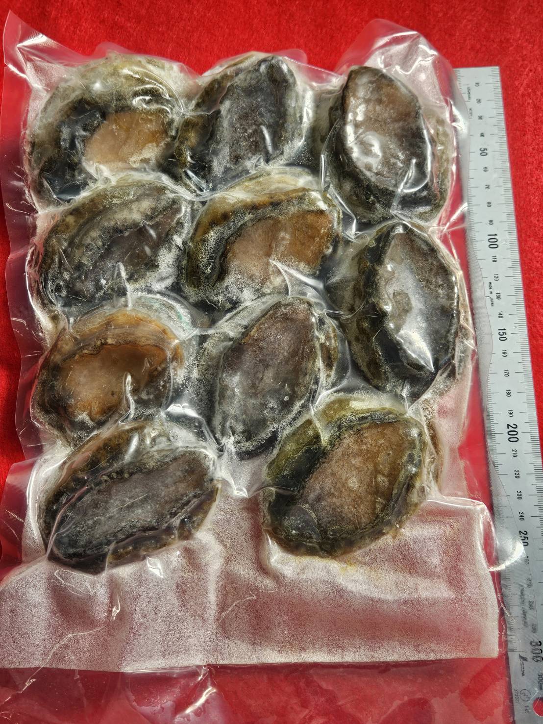 活締めあわび 1kg 10個入(1個90～110g) 【送料無料】