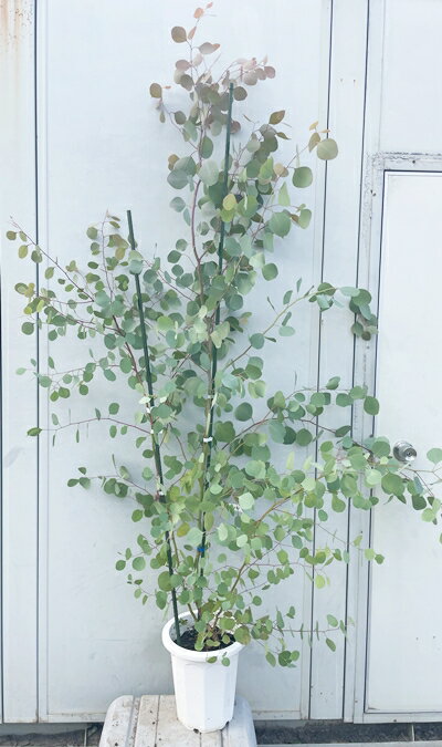 現品発送 ユーカリ・ポポラス 樹高1.8m（根鉢含まず）141 送料無料（北海道・東北・離島は別途送料が必..