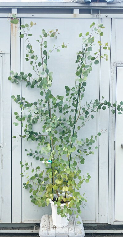 現品発送 ユーカリ・ポポラス 樹高1.8m（根鉢含まず）143 送料無料（北海道・東北・離島は別途送料が必..