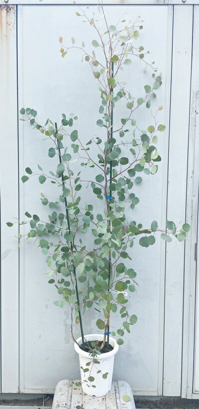 現品発送 ユーカリ・ポポラス 樹高1.8m（根鉢含まず）144 送料無料（北海道・東北・離島は別途送料が必..