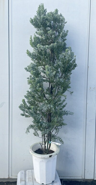 現品発送 アカシア ブルーブッシュ 樹高1.5m（根鉢含まず）40 送料無料（北海道・東北・離島は別途送料..