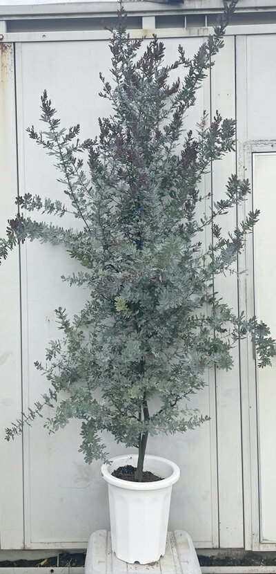 現品発送 ミモザアカシア プルプレア 樹高1.9m（根鉢含まず）26 送料無料（北海道・東北・離島は別途送..