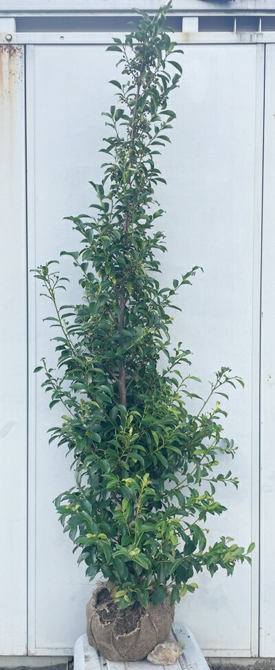 現品発送 榊(サカキ)樹高2.0m(根鉢含まず)211 送料無料(北海道・東北・離島は別途送料が必要)苗木 植木 庭木 生垣 生け垣 さかき 神棚 シンボルツリー 常緑樹 神様へお供えする榊(サカキ) ホンサカキ 本榊