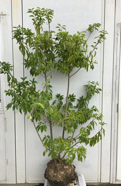 現品発送 ソヨゴ 株立ち(雌株・メス株)樹高1.7m(根鉢含まず)538 送料無料(北海道、東北、離島は別途送料が必要)鉢植え 苗木 シンボルツリー 庭木 植木 常緑樹 誕生日 常緑高木 耐陰性 耐寒性 実を楽しむ木 記念樹 ガーデニング 苗木ギフト 贈り物