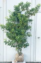 現品発送 ソヨゴ 株立ち(雌株・メス株)樹高1.7m(根鉢含まず)546 送料無料(北海道、東北、離島は別途送料が必要)鉢植え 苗木 シンボルツリー 庭木 植木 常緑樹 誕生日 常緑高木 耐陰性 耐寒性 実を楽しむ木 記念樹 ガーデニング 苗木ギフト 贈り物