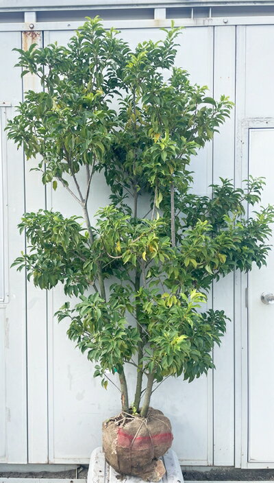 現品発送 ソヨゴ 株立ち(雌株・メス株)樹高1.8m(根鉢含まず)548 送料無料(北海道、東北、離島は別途送料が必要)鉢植え 苗木 シンボルツリー 庭木 植木 常緑樹 誕生日 常緑高木 耐陰性 耐寒性 実を楽しむ木 記念樹 ガーデニング 苗木ギフト 贈り物