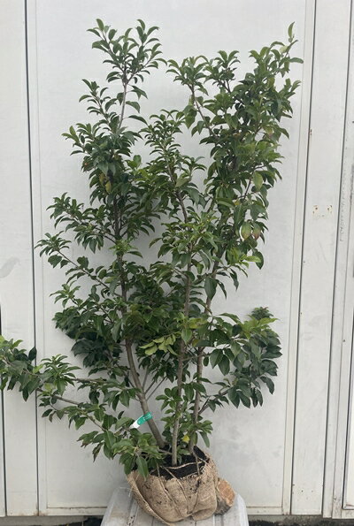 現品発送 ソヨゴ 株立ち（雌株・メス株）樹高1.2m（根鉢含まず）576 送料無料（北海道、東北、離島は別途送料が必要）鉢植え 苗木 シンボルツリー 庭木 植木 常緑樹 誕生日 常緑高木 耐陰性 耐寒性 実を楽しむ木 記念樹 ガーデニング 苗木ギフト 贈り物