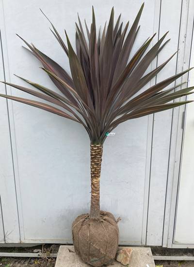 楽天市場】ニオイ シュ ロラン(観葉植物|花・観葉植物):花 楽天市場】ニオイ シュ ロラン(観葉植物|花・観葉植物):花