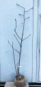 現品発送 白モクレン 樹高1.8m（根鉢含まず）25 送料無料（北海道 東北 離島は別途送料が必要）ハクモクレン マグノリア シンボルツリー 庭木 苗木 ガーデニング 落葉 高木 記念樹 ガーデニング ギフト 贈り物