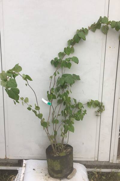 《現品発送・送料無料》丸葉の木株立...