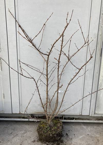 《現品発送・送料無料》オオデマリ　株立ち　樹高1.4m（根鉢含まず）08　【手毬/シンボルツリー/庭 ...