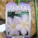大輪クレマチス ラドスト (パテンス&ラヌギノーサ系) 2年生苗 4号ロングポット苗 クレマチス 駿河のクレマチス 苗木 鉢植え 地植え お洒落 落葉樹