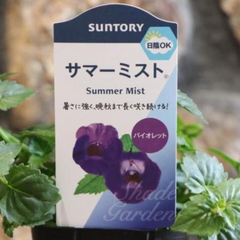 サントリー サマーミスト バイオレット 3号ポット苗 トレニア 寄せ植え 花壇のサムネイル