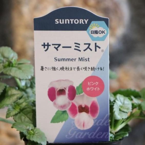 サントリー サマーミスト ピンクホワイト 3号ポット苗 トレニア 寄せ植え 花壇のサムネイル