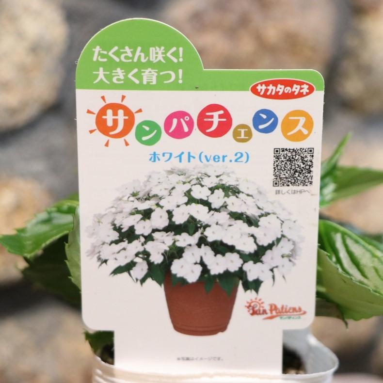 サンパチェンス ホワイト(ver.2) 3.5号ポット苗 インパチェンス サカタのタネ 寄せ植え 鉢植え 花壇 お洒落 おしゃれ 可愛い 春の花 夏の花 秋の花 花 苗 初心者のサムネイル