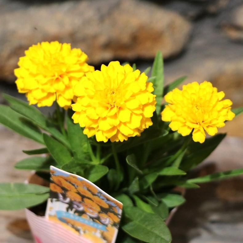 八重咲き コレオプシス ソランナ ゴールデンスフィア 3.5号ポット苗 寄せ植え 花壇 鉢植え お洒落 おしゃれ 可愛い かわいい 春の花 夏の花 秋の花 花 苗 初心者のサムネイル