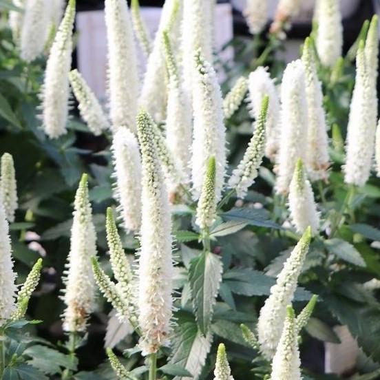 宿根ベロニカ ファーストシリーズ ホワイト 3.5号ポット苗 寄せ植え 花壇 鉢植え お洒落 おしゃれ 可愛い かわいい 春の花 夏の花 秋の花 花 苗のサムネイル