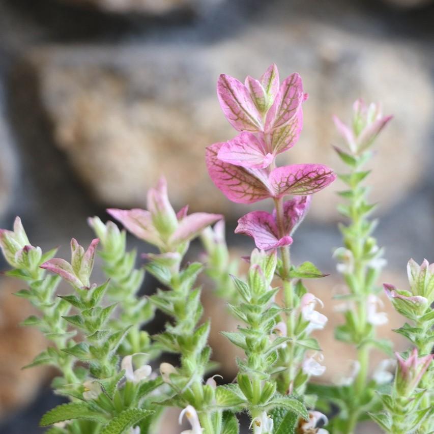 ペインテッドセージ ピンク 3.5号ポット苗 セージ サルビア ホルミナム 寄せ植え 花壇 鉢植え お洒落 おしゃれ 可愛い かわいい 春の花 夏の花 花 苗 ハーブのサムネイル