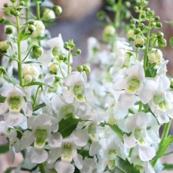アンゲロニア アークエンジェル ホワイト 3.5号ポット苗 寄せ植え 花壇