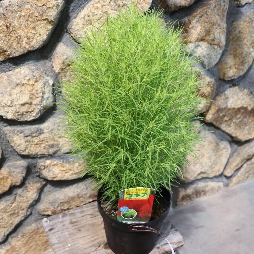コキア 5号鉢 ホウキグサ 寄せ植え 鉢植え 花壇 お洒落 おしゃれ 可愛い かわいい 紅葉 花 苗 初心者 カラーリーフのサムネイル