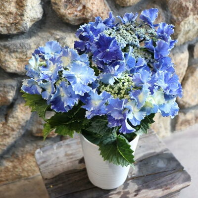 アジサイ スターリットスカイ ブルー 4号鉢 ハイドランジア 紫陽花 鉢花 鉢植え 地植え 植木 苗木 お洒落 おしゃれ 可愛い かわいい 落葉樹 ギフト プレゼント