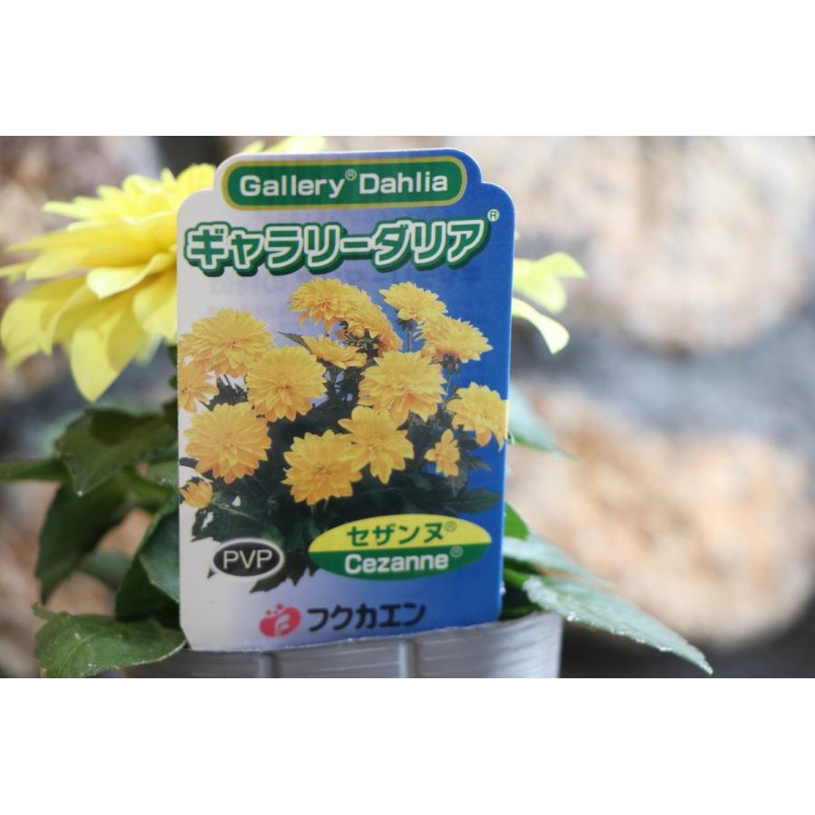 ギャラリーダリア セザンヌ 3.5号ポット苗 ダリア 寄せ植え 花壇 2